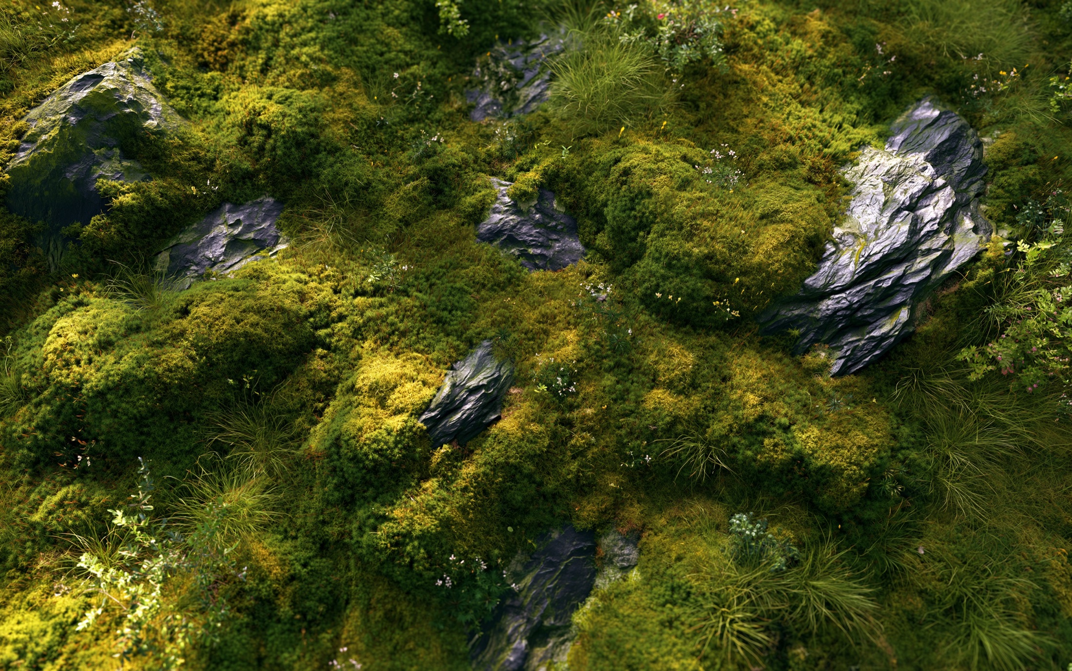 Moss-covered rocks seen from above